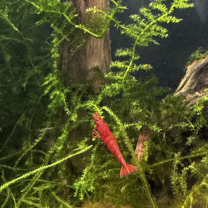 Néocaridina davidi « red cherry »