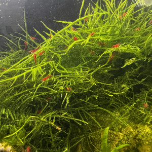Néocaridina davidi « red cherry »
