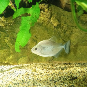 Seralsamus rhombeus (piranha)