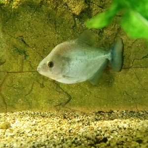 Seralsamus rhombeus (piranha)