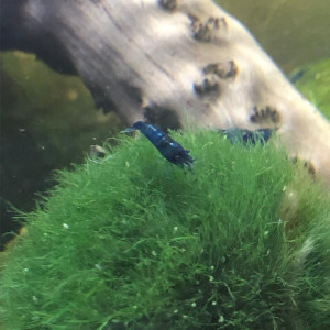 Crevettes blue velevet
