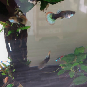 Don de Guppys