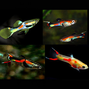 Recherche guppys