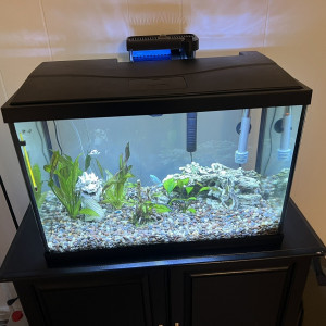 Aquarium + meuble, accessoires a vendre