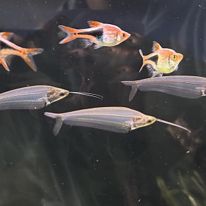 Kryptopterus  bicirrhis / silure de verre