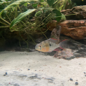 Mikrogeophagus altispinosus