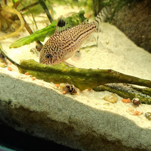 Corydoras julii trilineatus