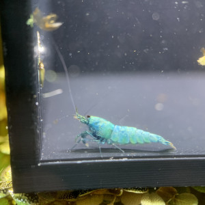 Femelle Caridinas Blue Bolt