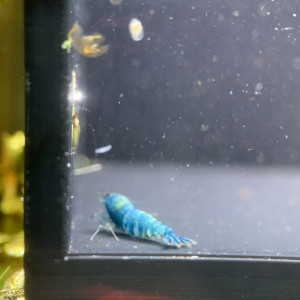 Femelle Caridinas Blue Bolt
