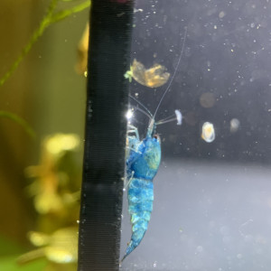 Femelle Caridinas Blue Bolt