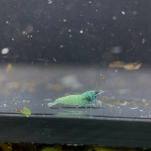 Lot de 10 + 1 caridinas Blue Bolt