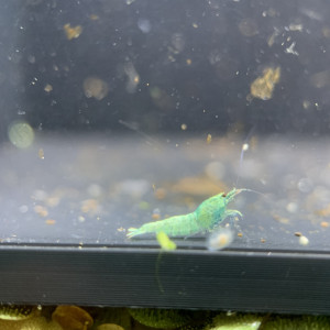 Lot de 10 + 1 caridinas Blue Bolt