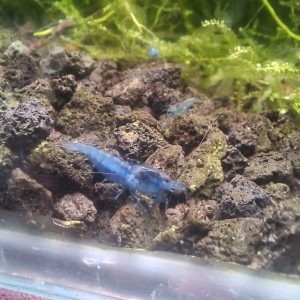 Blue velvet
