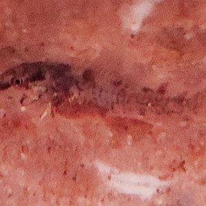 Corydoras aeneus