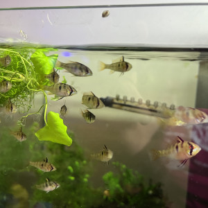 Mikrogeophagus Ramirezi juvéniles