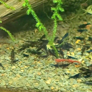 Crevettes blue velvet ÷ mutations