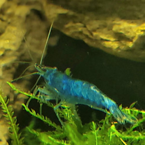 Crevettes blue velvet ÷ mutations