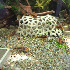 Ancistrus orange et noir