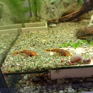 Ancistrus orange et noir