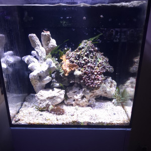 Red sea 75 litres