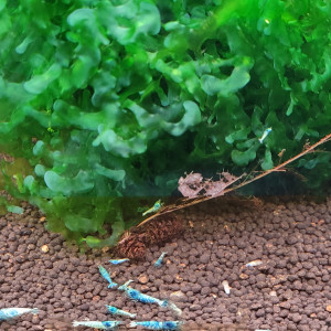 LOT DE CREVETTES TAIWAN BEE:   BLUE BOLT