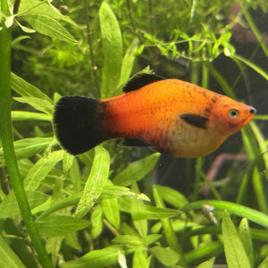 Échange platys