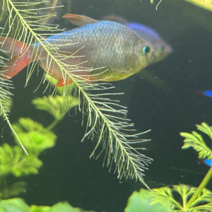 Tetra de Colombie