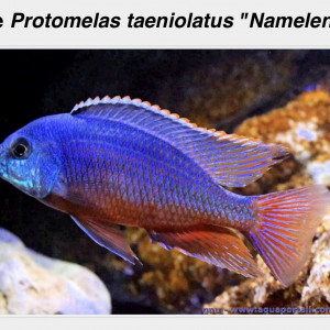 Recherche Cichlidés Malawi Haplo