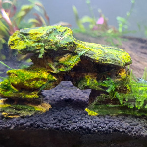 Mousse de java sur noix de coco