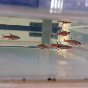Poissons Boraras Brigittae