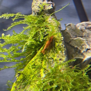 Crevettes