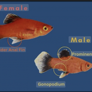 Don Platys