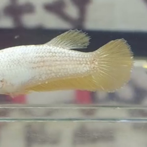 Betta femelle yellow dragon