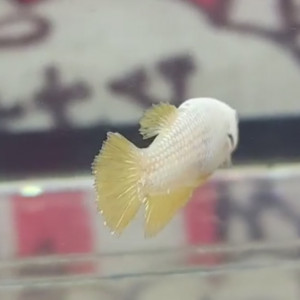Betta femelle yellow dragon