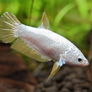 Betta femelle yellow dragon