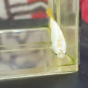 Betta femelle yellow dragon