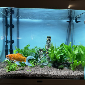 Aquarium Ciena emotion pro 60