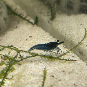 Neocaridina blue velvette