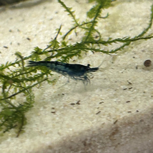 Neocaridina blue velvette