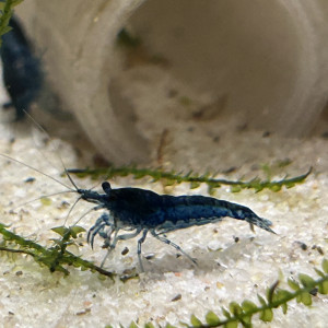 Neocaridina blue velvette