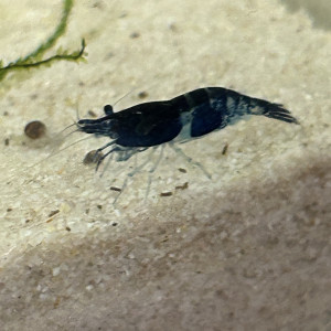 Neocaridina blue velvette