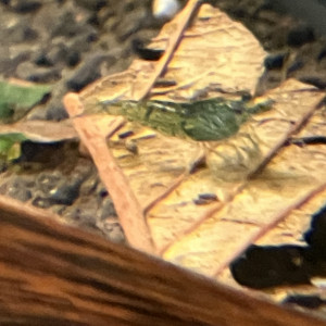 Neocaridina Green Jade déclassé mais verte