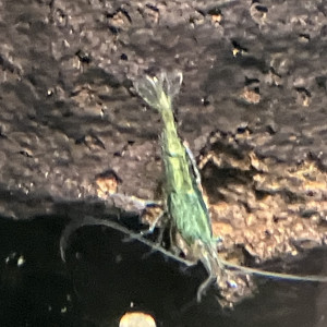 Neocaridina Green Jade déclassé mais verte