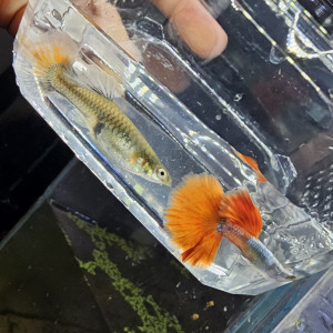 Guppy Halfmoon Platinium Full red