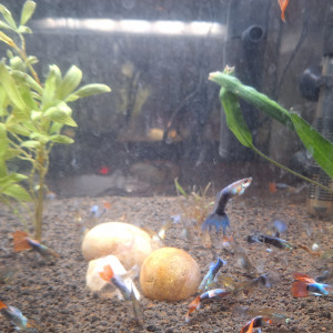 Don guppys