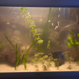 Aquarium 200L complet