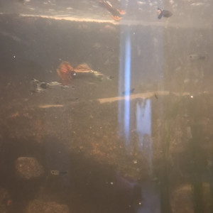 Guppys