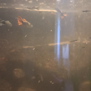 Guppys