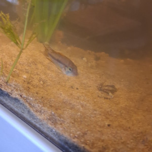 Appistogrammas Cacatuoidès