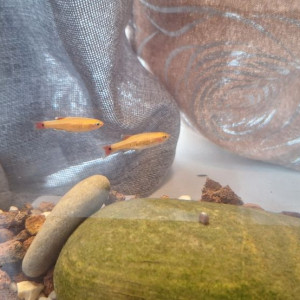 Poissons Tanichthys gold